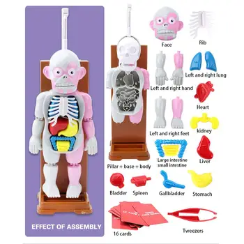 4D Cilvēku Orgānu Skeletion Smieklīgi ANATOMIJA MODELIS Medicīnas Iestāde Galvaskausa Skelets Anatomijas Gailis Modeli, Bērni, ir Zinātnes, Izglītības Rotaļlietas