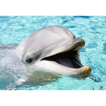 Pilna SquareRound Urbt 5D DIY Dimanta Krāsošana delfīnu 3D Izšuvumi Krustdūrienā Mozaīkas Mājas Dekoru ZH
