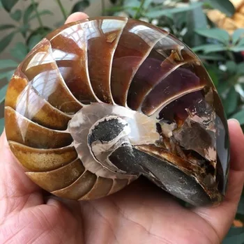 Reti Krāšņs Jade Ammonite Izrakteņu Paraugu Shell Dziedināšanas, Madagaskara