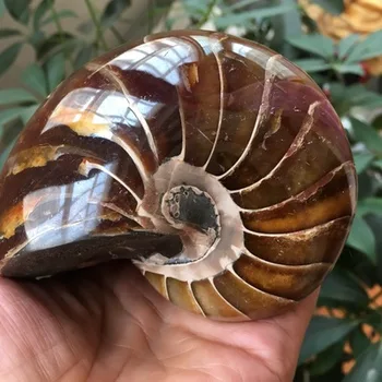 Reti Krāšņs Jade Ammonite Izrakteņu Paraugu Shell Dziedināšanas, Madagaskara