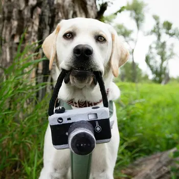 Populārs Suns, Kamera, Foto Aksesuārus Soun Rotaļlietas Cute Pet Plīša Rotaļlietas Pet Bb Rotaļlietas Modes Tendenci Skaisti Izturīgs