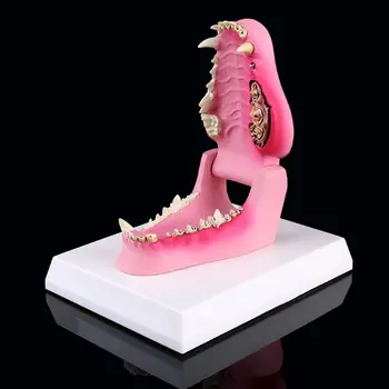 Suņa Zobu Anatomija Modeli, Suņu Veterinārā Dzīvnieku Skelets Veterināro Mācību