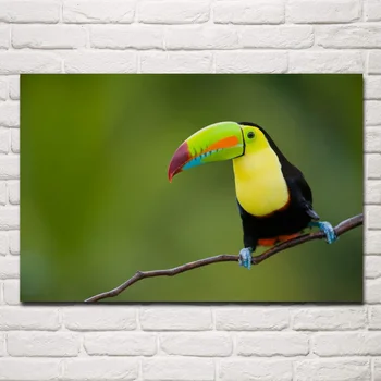 Toucan putns rainforest dabas dzīvnieku auduma plakāts, viesistaba, mājas sienas dekoratīvais zīda audekls mākslas drukāt KE907
